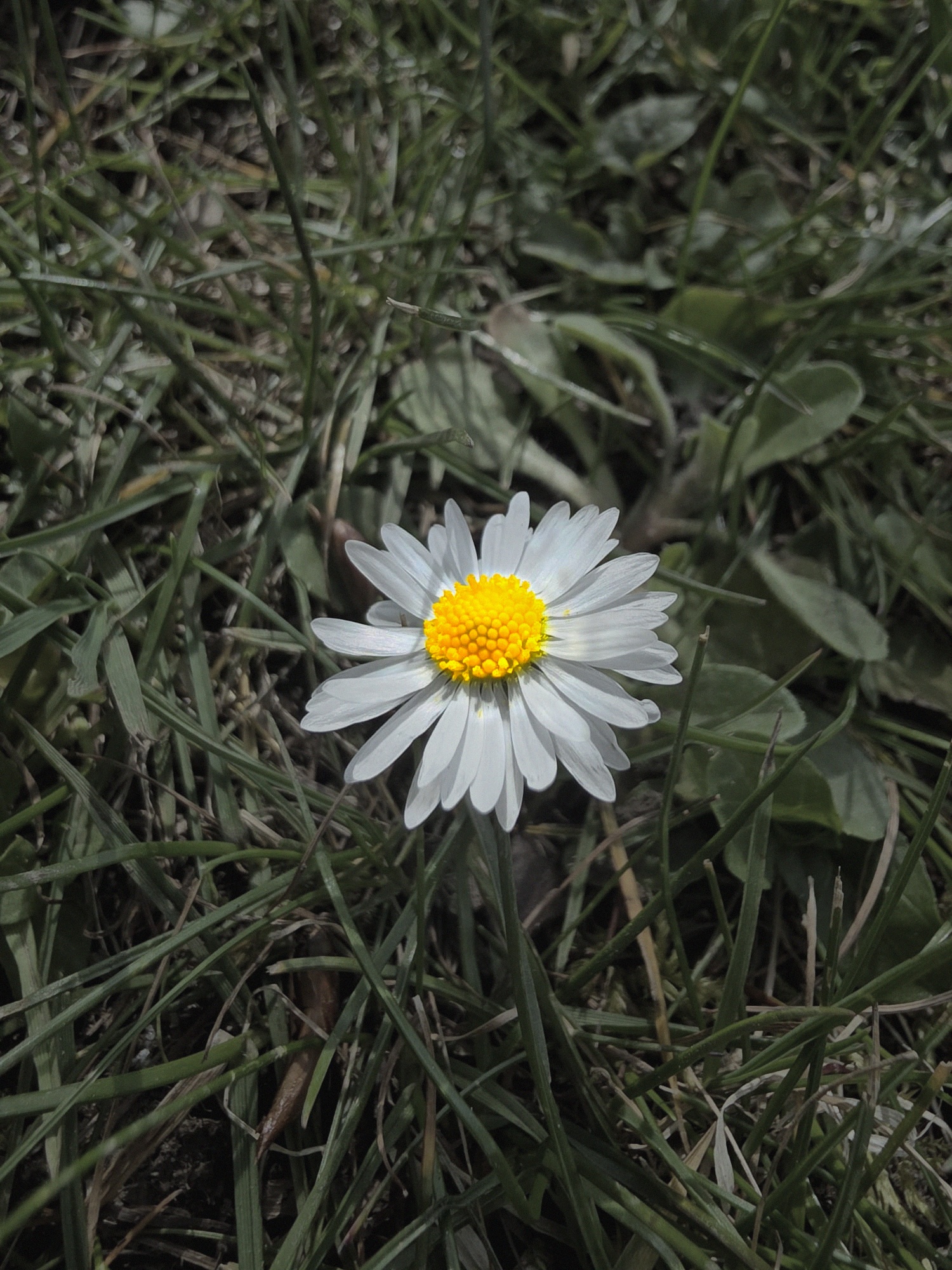 Detalle de flor blanca con centro dorado