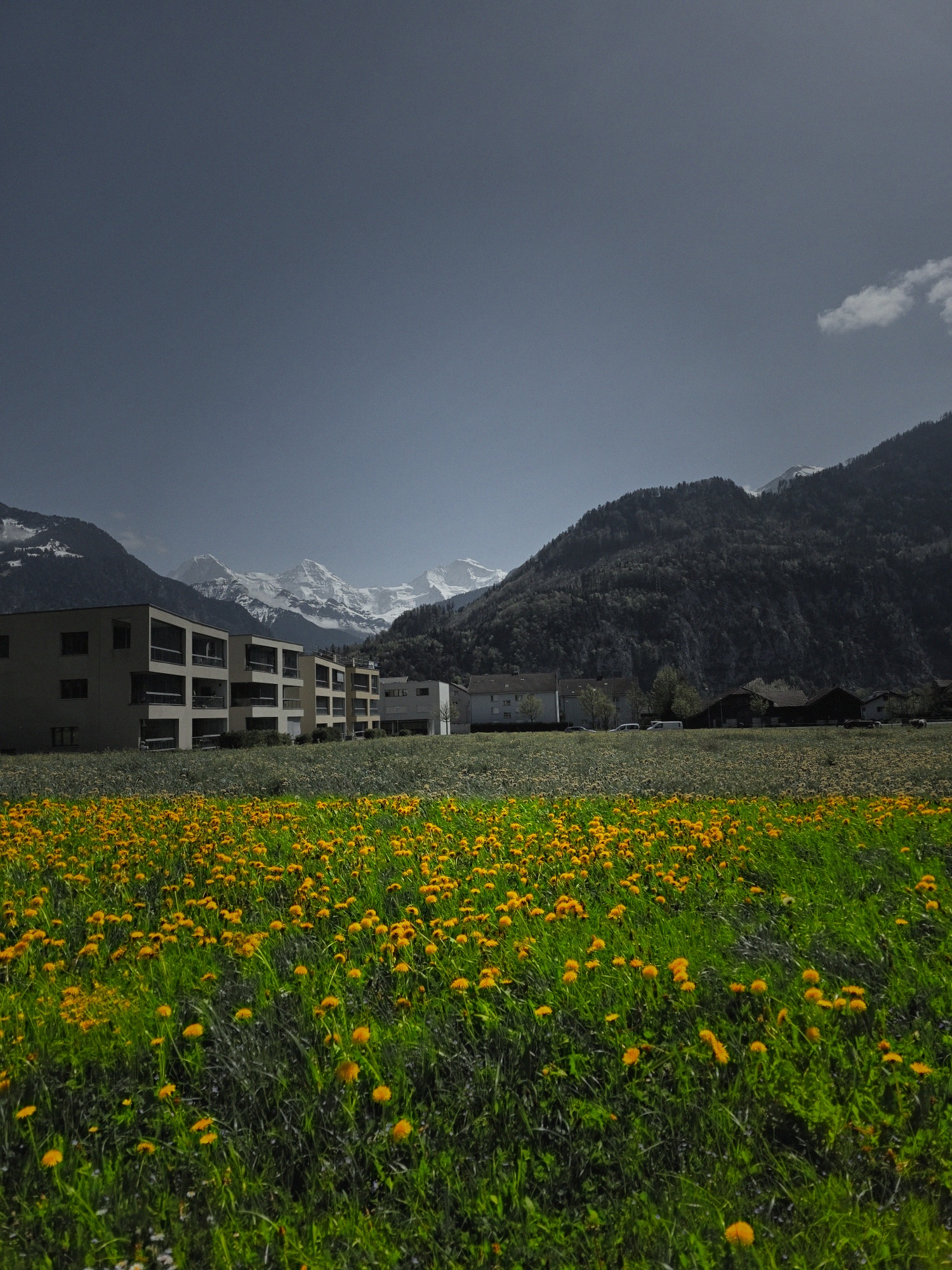 Flores en campo alpino